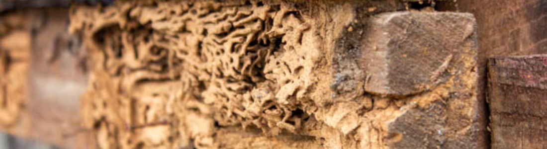 Descupinzação Residencial em São Bernardo do Campo 24 HORAS